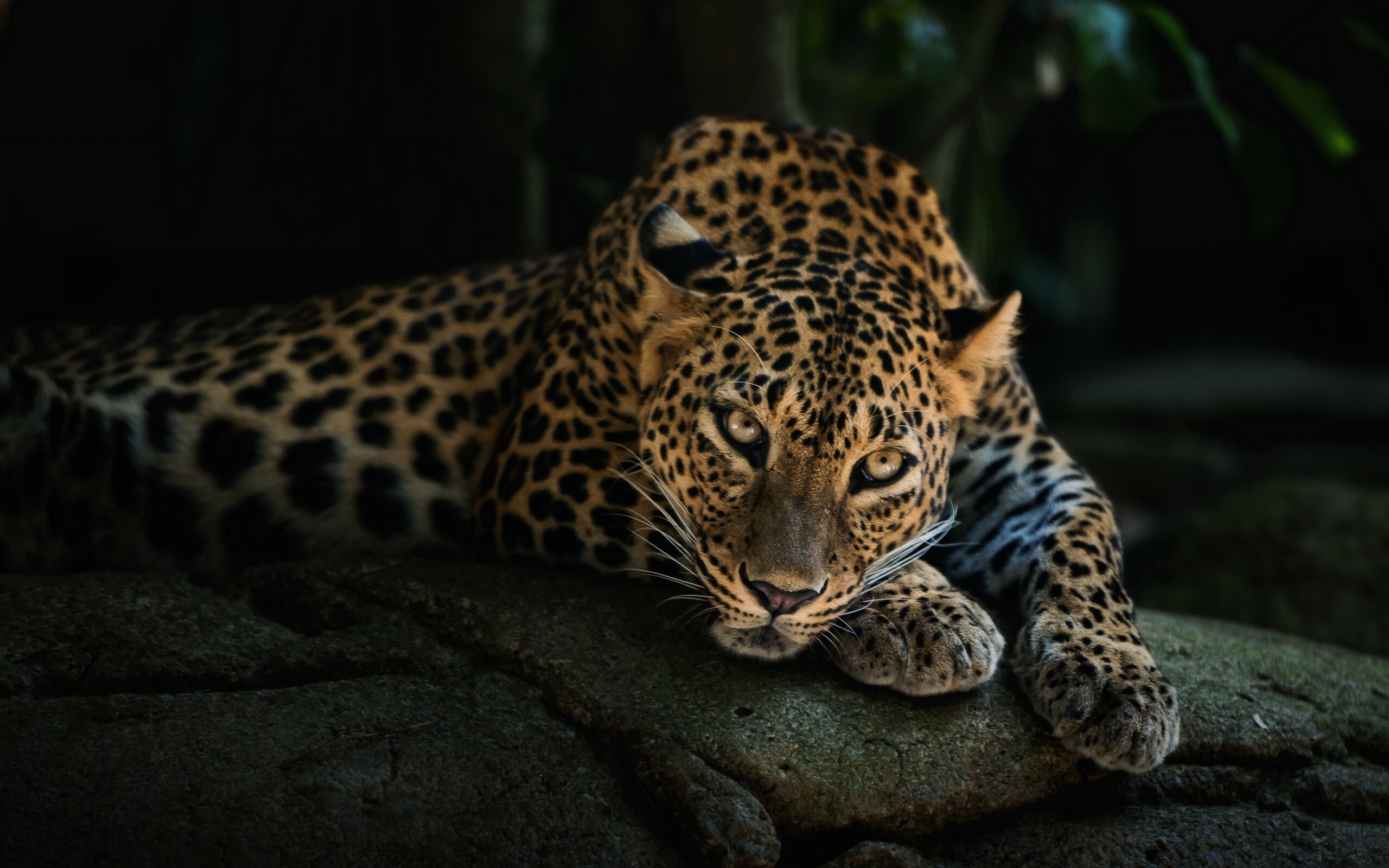 Majestic Leopard sitting on Aravali rocks at Jhalana leopard safari