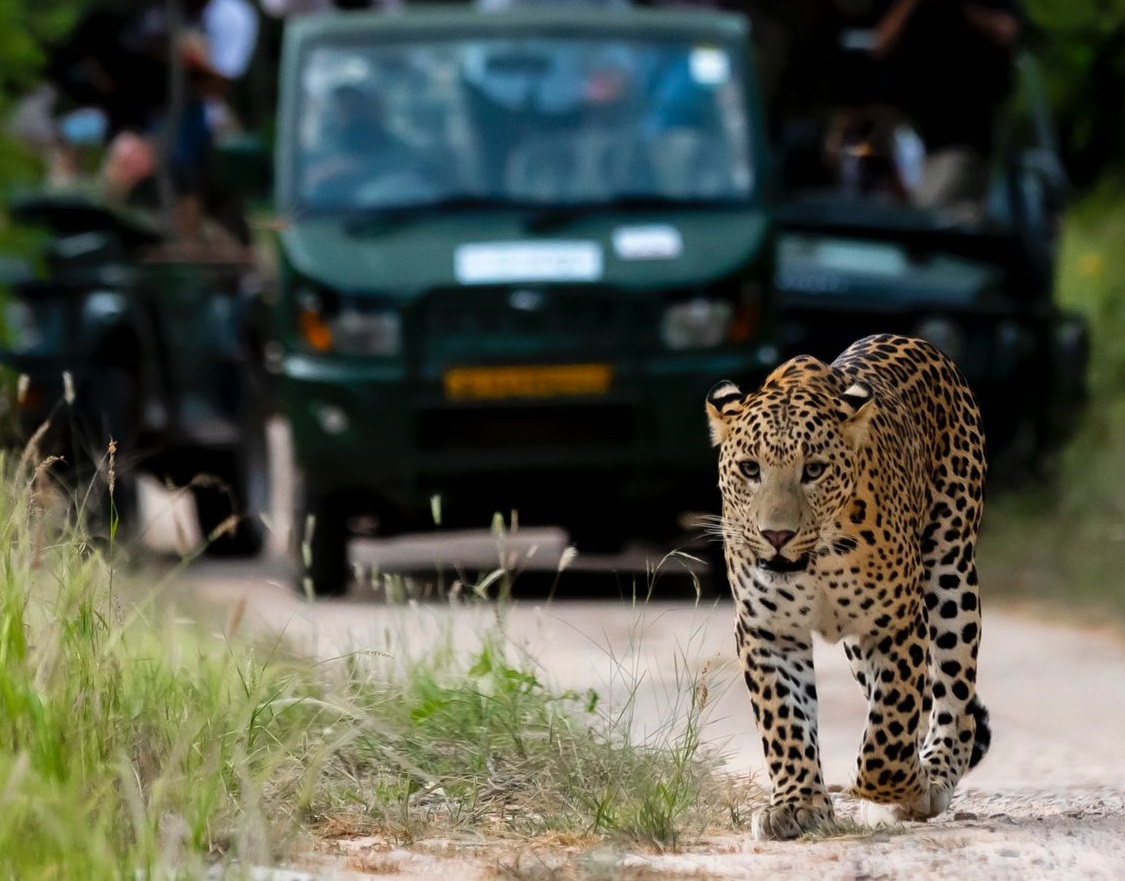 jhalana leopard safari park official website