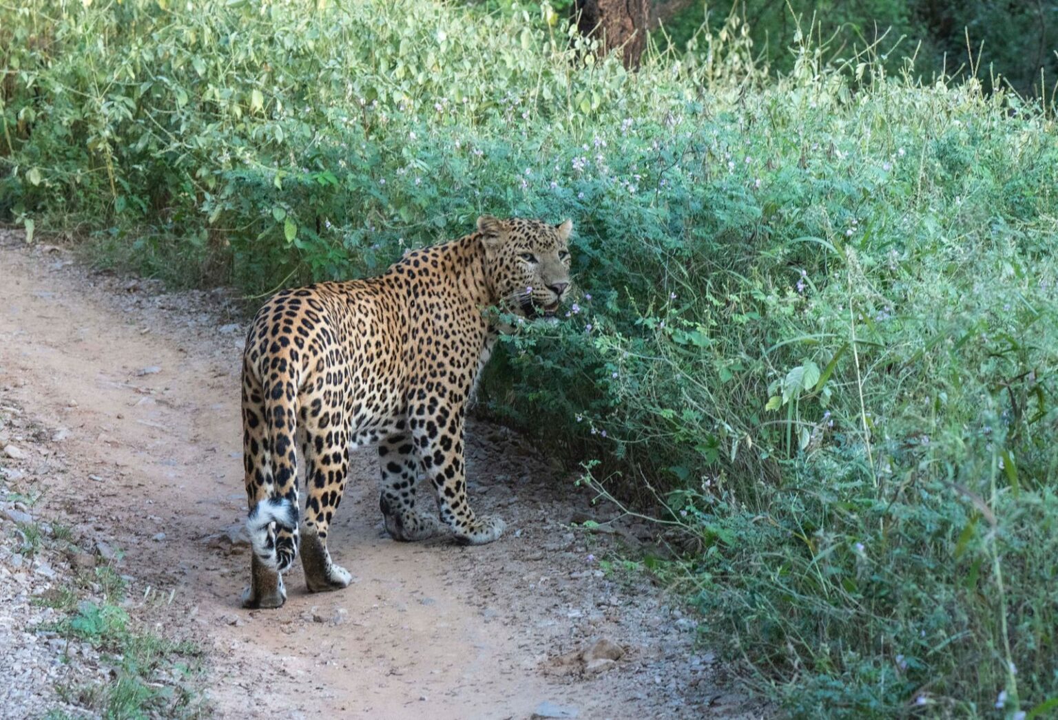 jhalana leopard safari park official website